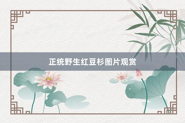 正统野生红豆杉图片观赏